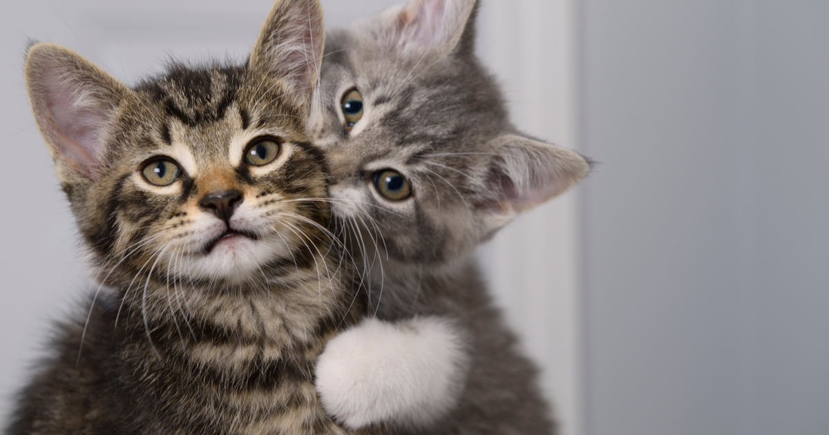 el genero de un gato el genero de un gato